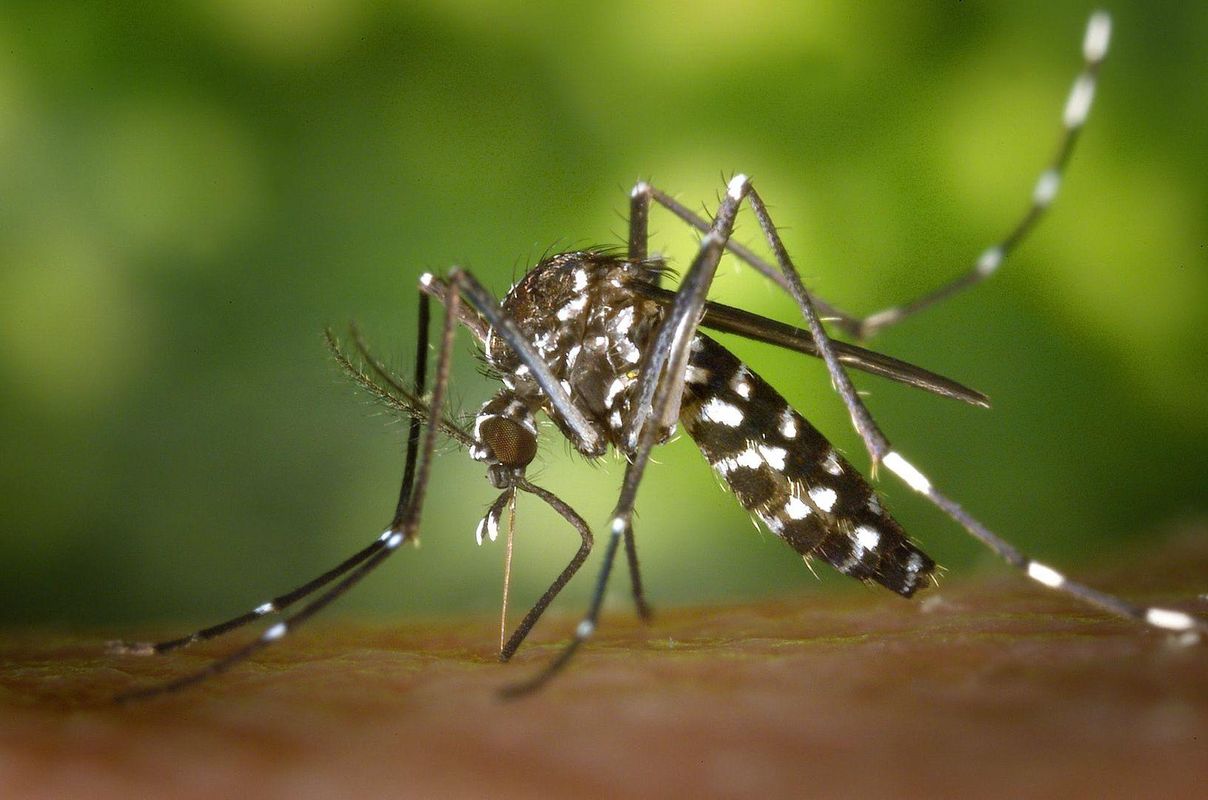 Комарі почали передавати рідкісну для наших широт хворобу: симптоми та методи боротьби