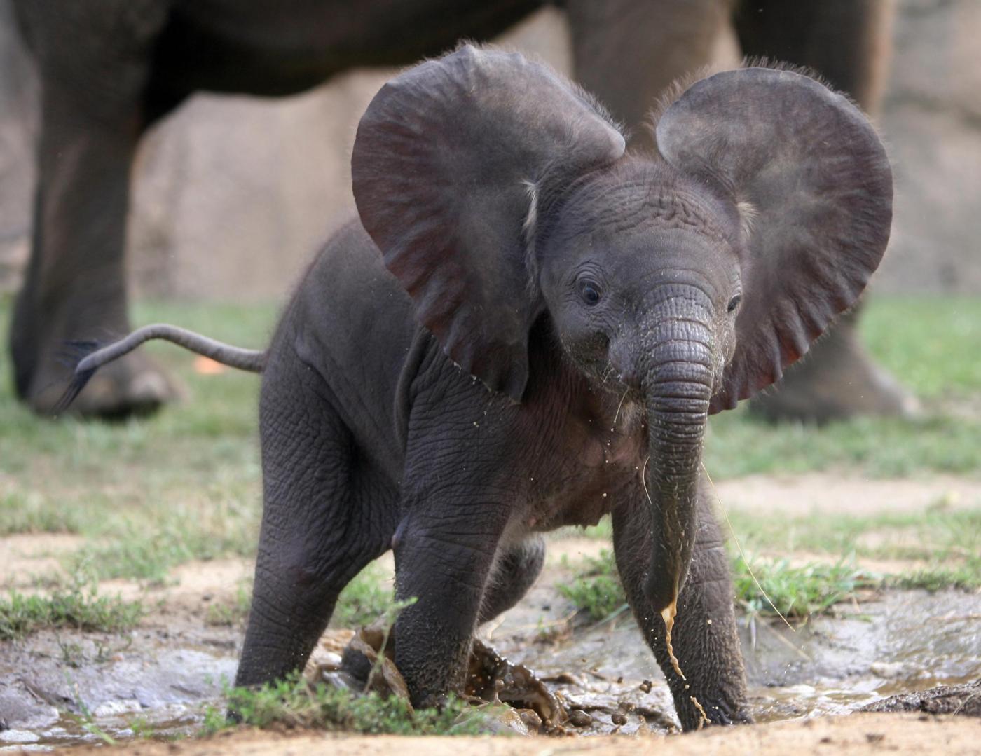Толстая жизнь животных. Слоненок. Маленький Слоник. Милый Слоненок. Слоны фото.
