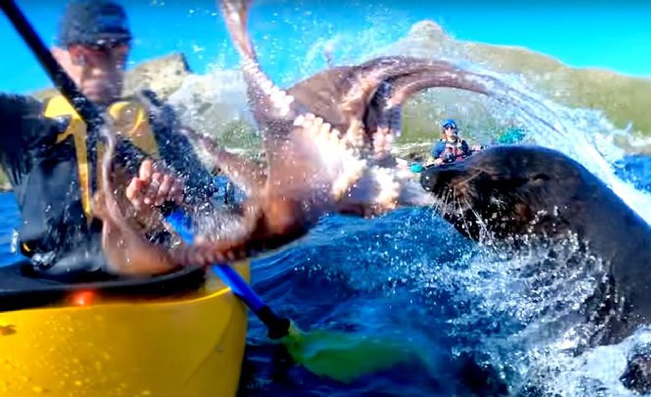 Біля Нової Зеландії морський котик ударив веслувальника восьминогом (відео)