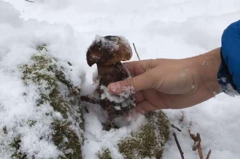 Міколог пояснив, чи можна збирати гриби з-під снігу