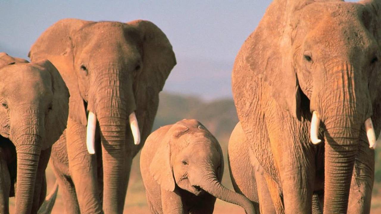 У Зімбабве слон на смерть затоптав туристку