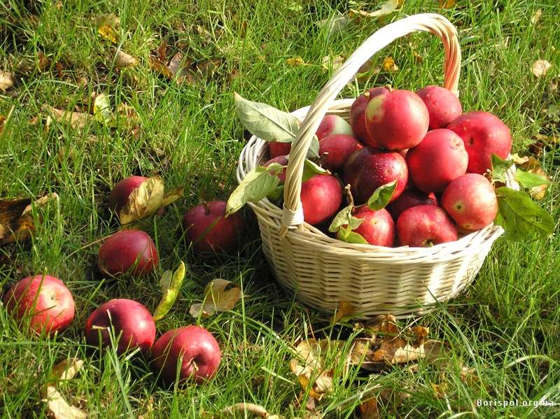 Поляки вирощують найбільше яблук в Європі, але споживати їх стали менше