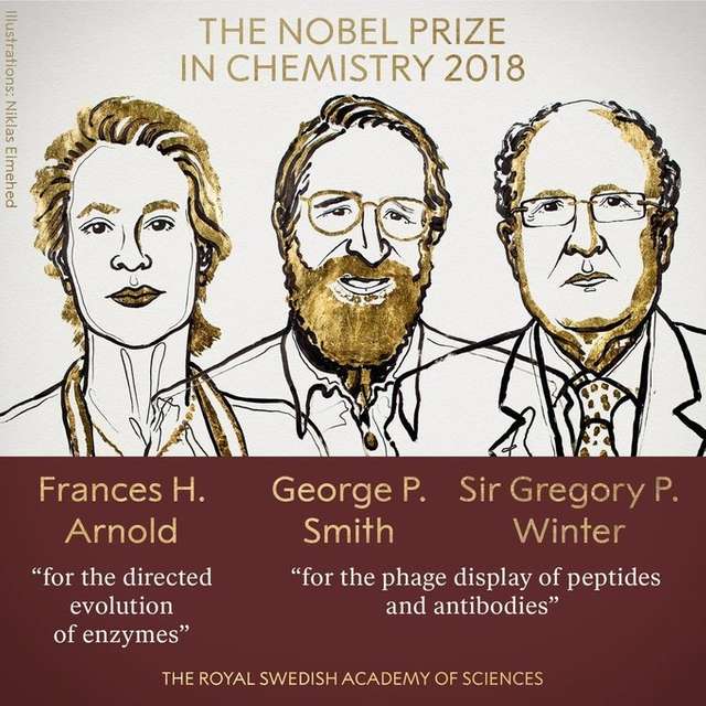 Спрямована еволюція і фаговий дисплей: що саме досліджували нобелівські лауреати з хімії
