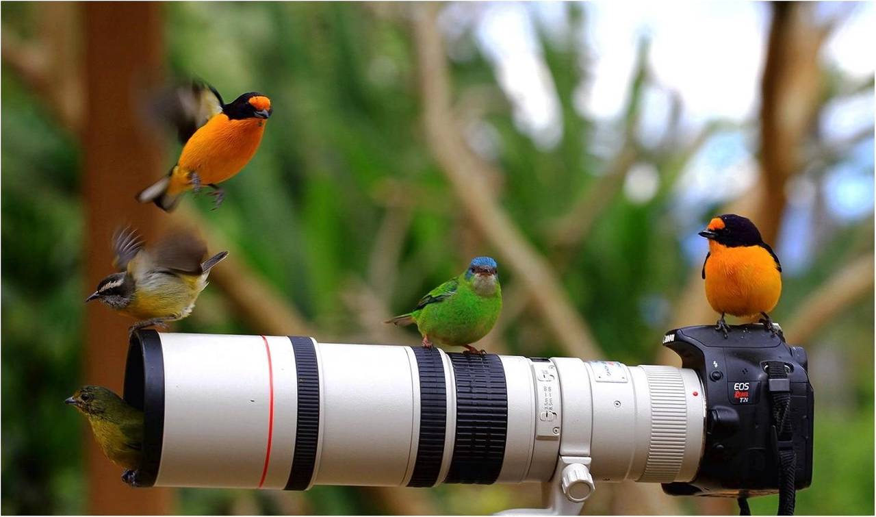 Спостереження за птахами прописують як ліки