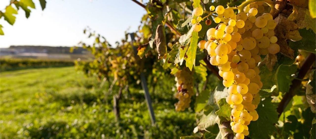Російські окупанти в Криму знищують виноградники, - МінТОТ
