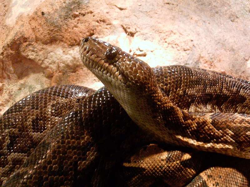 Миколаївський зоопарк почав продавати змій