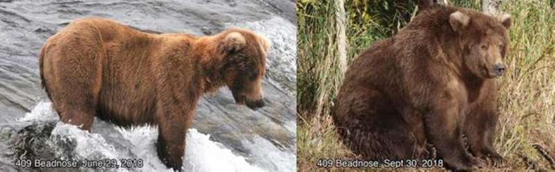 На Алясці пройшов конкурс краси серед ведмедів