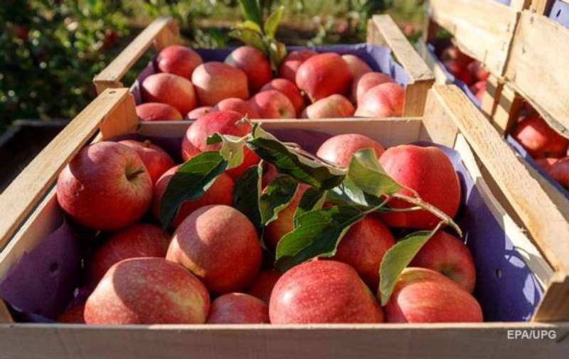 Україна збільшила експорт горіхів, яблук та груш