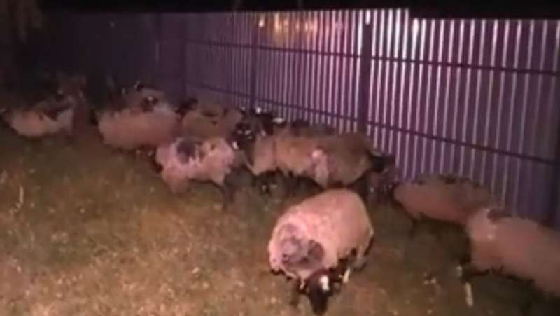 Фура з вівцями, яких тижнями тримали без їжі, прибула у Тульчин: стрім