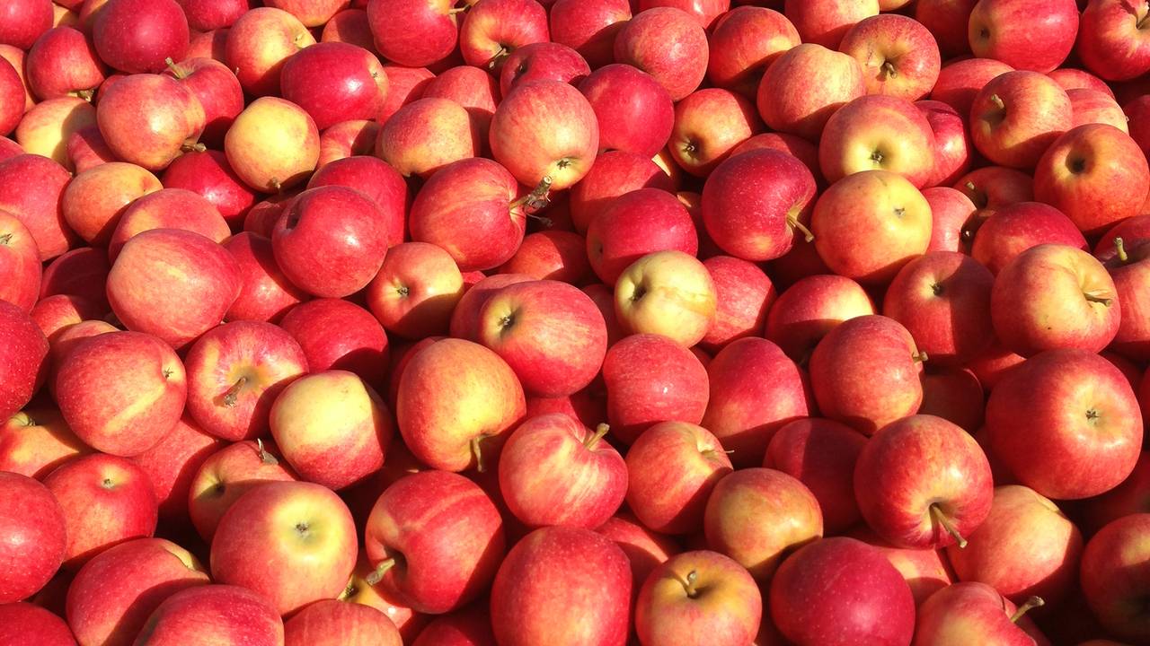 Через низькі ціни на яблука фермер використав свій врожай як добриво для поля (відео)