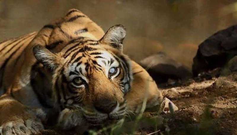 Тигрицю, яка за два роки вбила 13 людей, врешті застрелили
