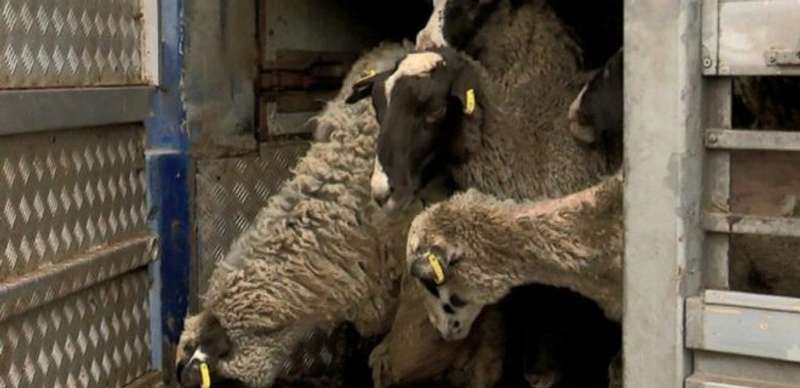 Визволених з “портового полону” овець замість утилізації відправлять на еко-ферму