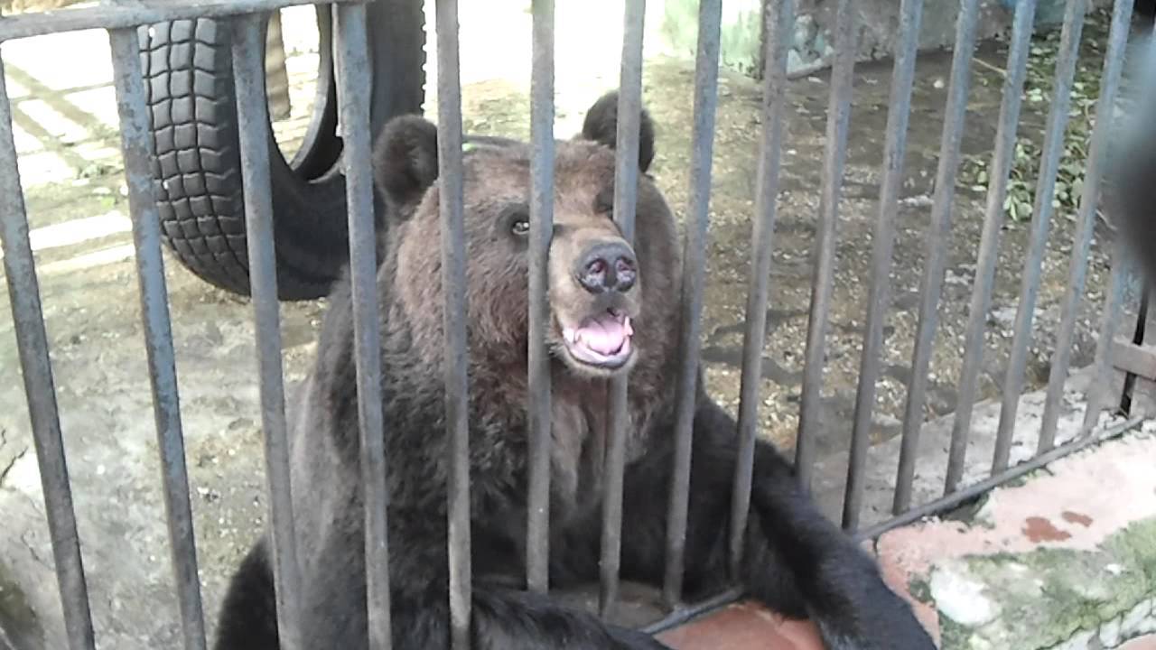 На Харківщині прибиральницю бази відпочинку укусив за ногу ведмідь