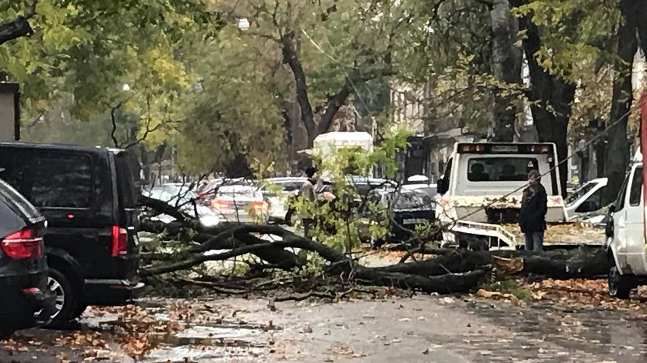 Десяток автомобілів постраждали в Одесі через падіння дерева