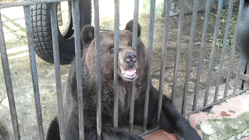 На Харківщині прибиральницю бази відпочинку укусив за ногу ведмідь