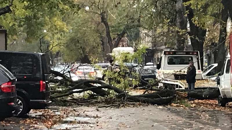 Десяток автомобілів постраждали в Одесі через падіння дерева