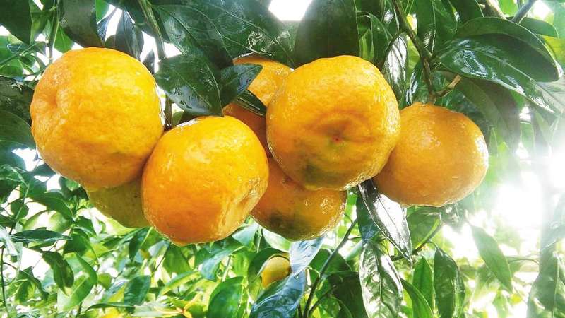 Господар-експериментатор вирощує вдома лимони, мандарини, апельсини, цитрони та кумкват