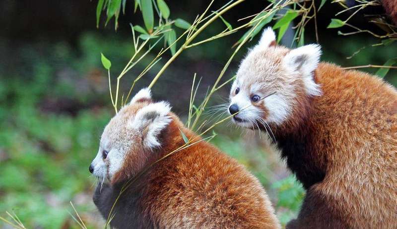 У зоопарку Белфаста вперше вийшла з лігва пара рідкісних червоних панд
