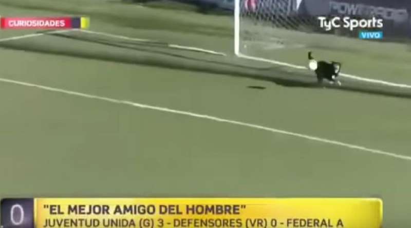 Чотириногий вболівальник врятував аргентинську команду від гола (відео)