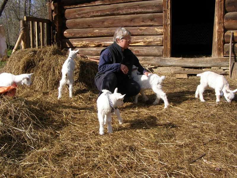 Козяча ферма: як заробити і добре жити