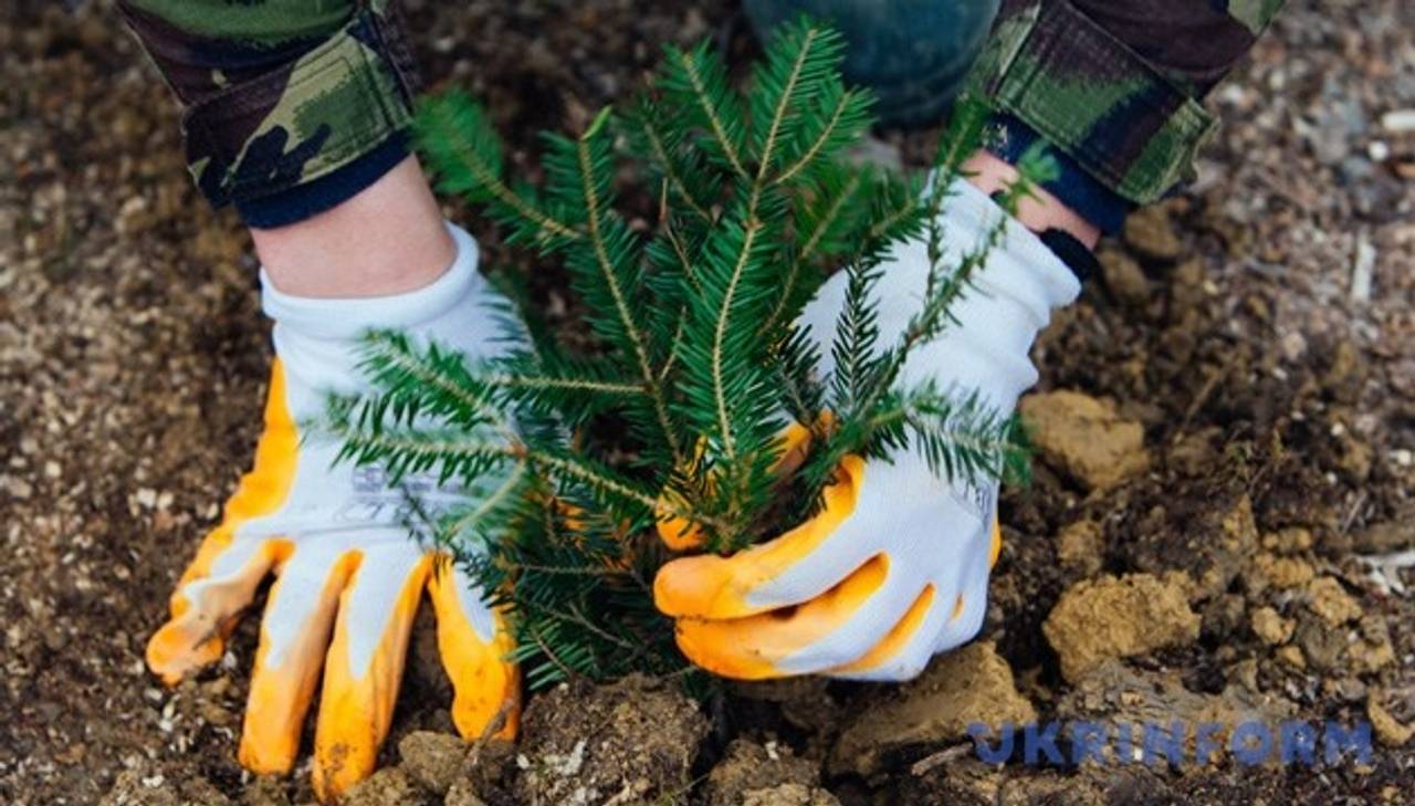 З 1 січня  у кілька разів зростуть штрафи за незаконну вирубку і знищення лісу