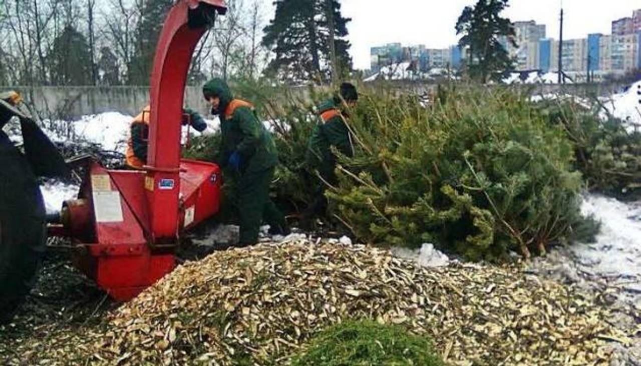 Киянам оголосили перелік пунктів прийому ялинок на утилізацію