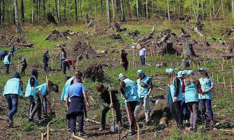 Українські лісгоспи посадили більше, ніж зрубали, - статистика Держлігсагентсва