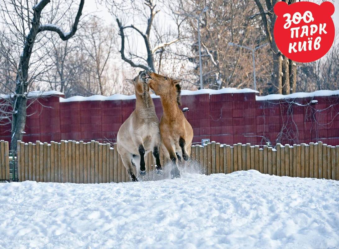 У київському зоопарку показали, як весело зимують тварини