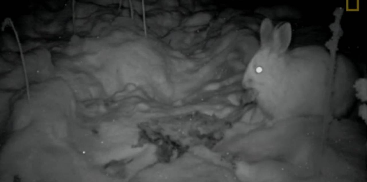 Канадські вчені зафіксували на відео зайців-м'ясоїдів