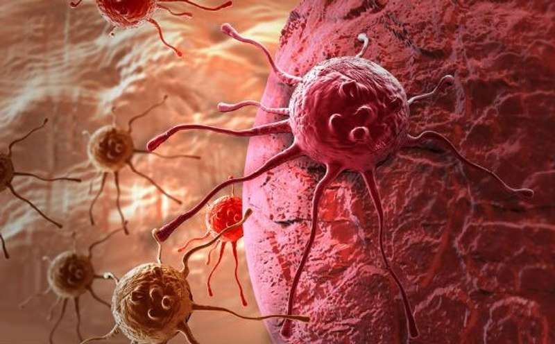 Ученим вдалося перетворити ракові клітини на жир