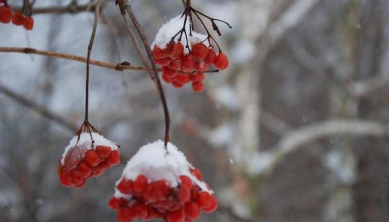 Услід за хуртовинами в Україну повернуться морози: прогноз на 5 днів