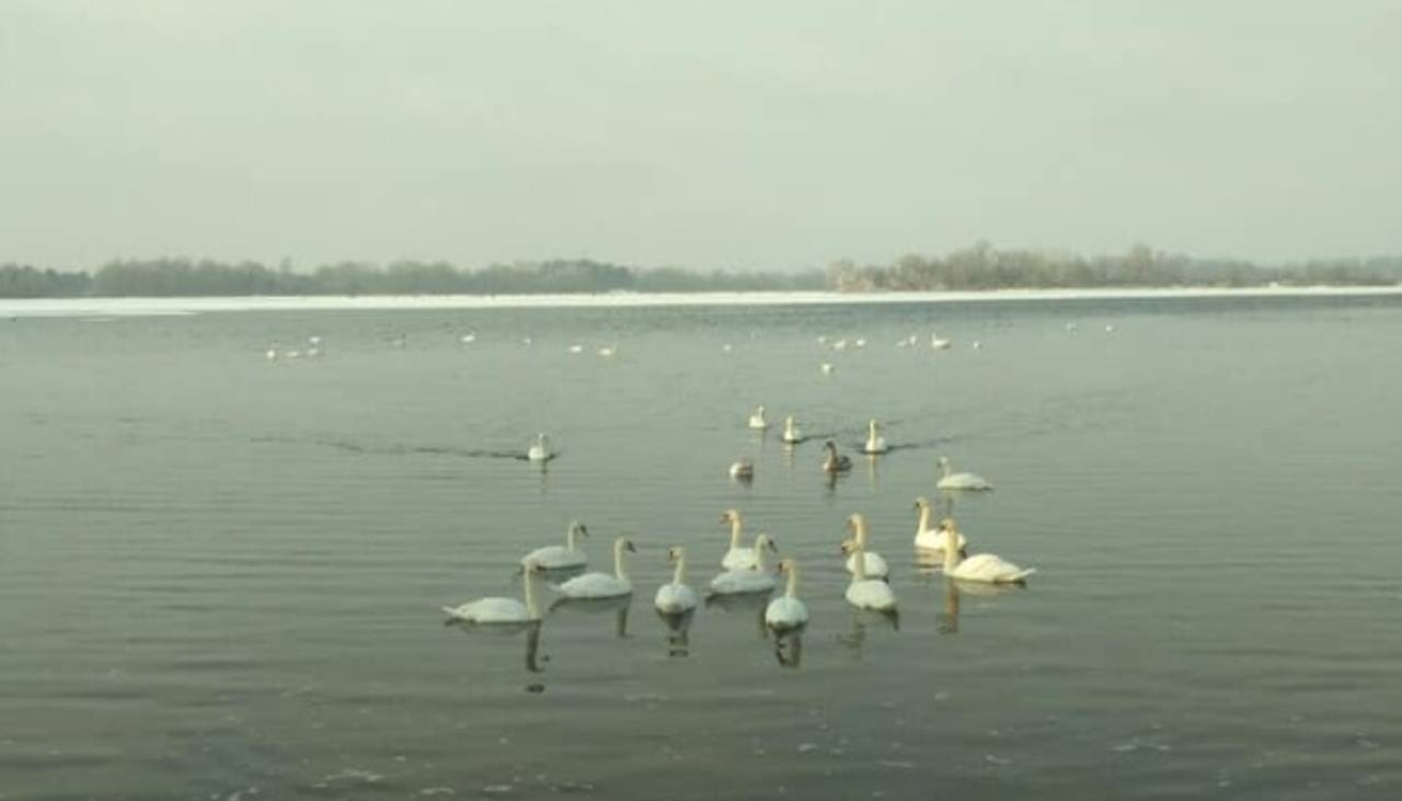 До Києва вже прилетіли лебеді та дикі качки: фотофакт