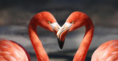 Фото pixabay.com