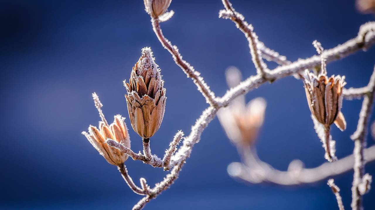 Фото pixabay.com