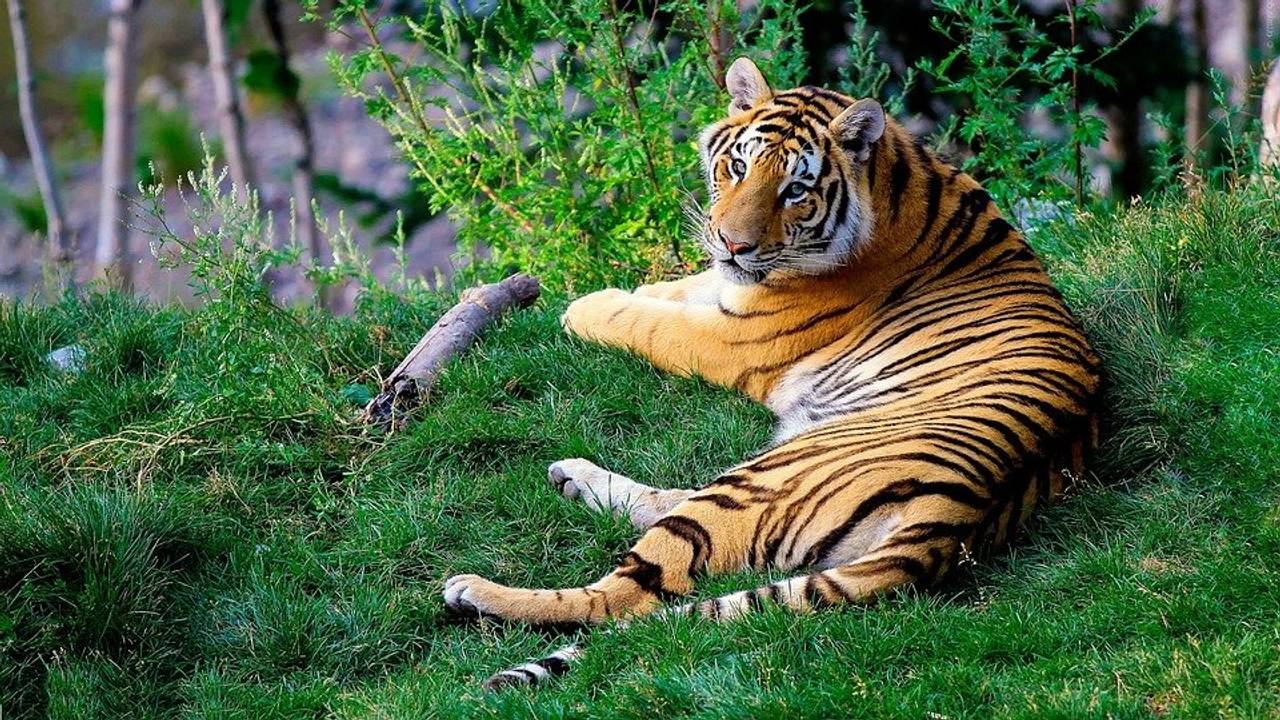 Фото pixabay.com