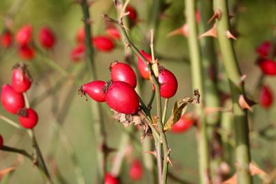 Фото pixabay.com