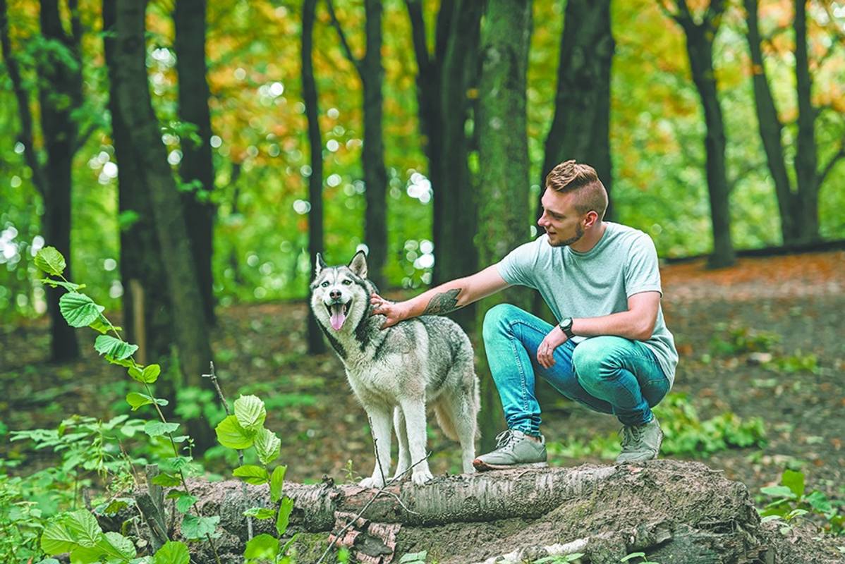 Хаскі на кличку Вадик