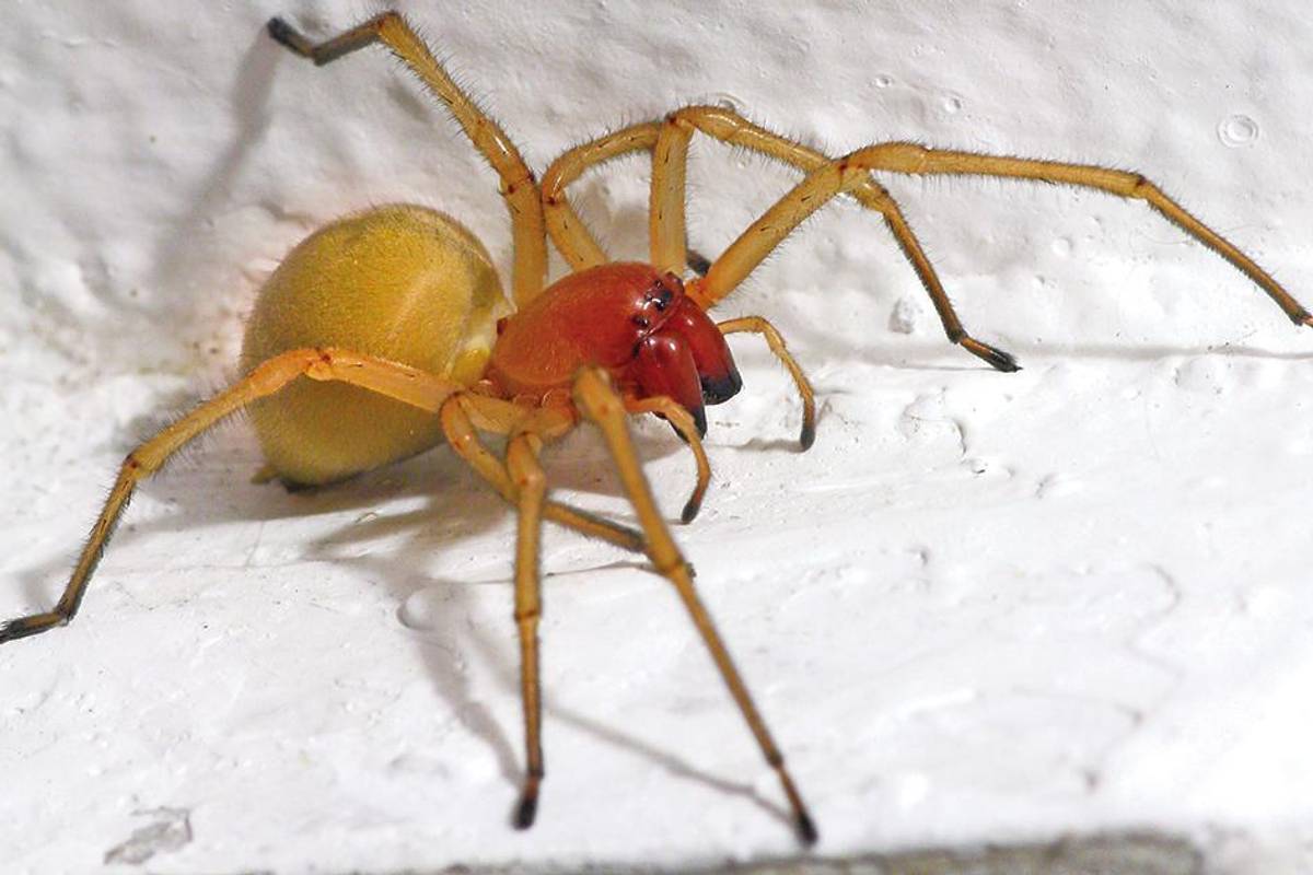Жовтий павук — хейракантиум крапчастий.