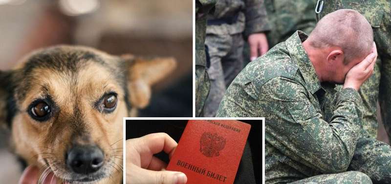 У Росії хочуть мобілізувати бездомних собак на війну в Україну, щоб вони підривали танки