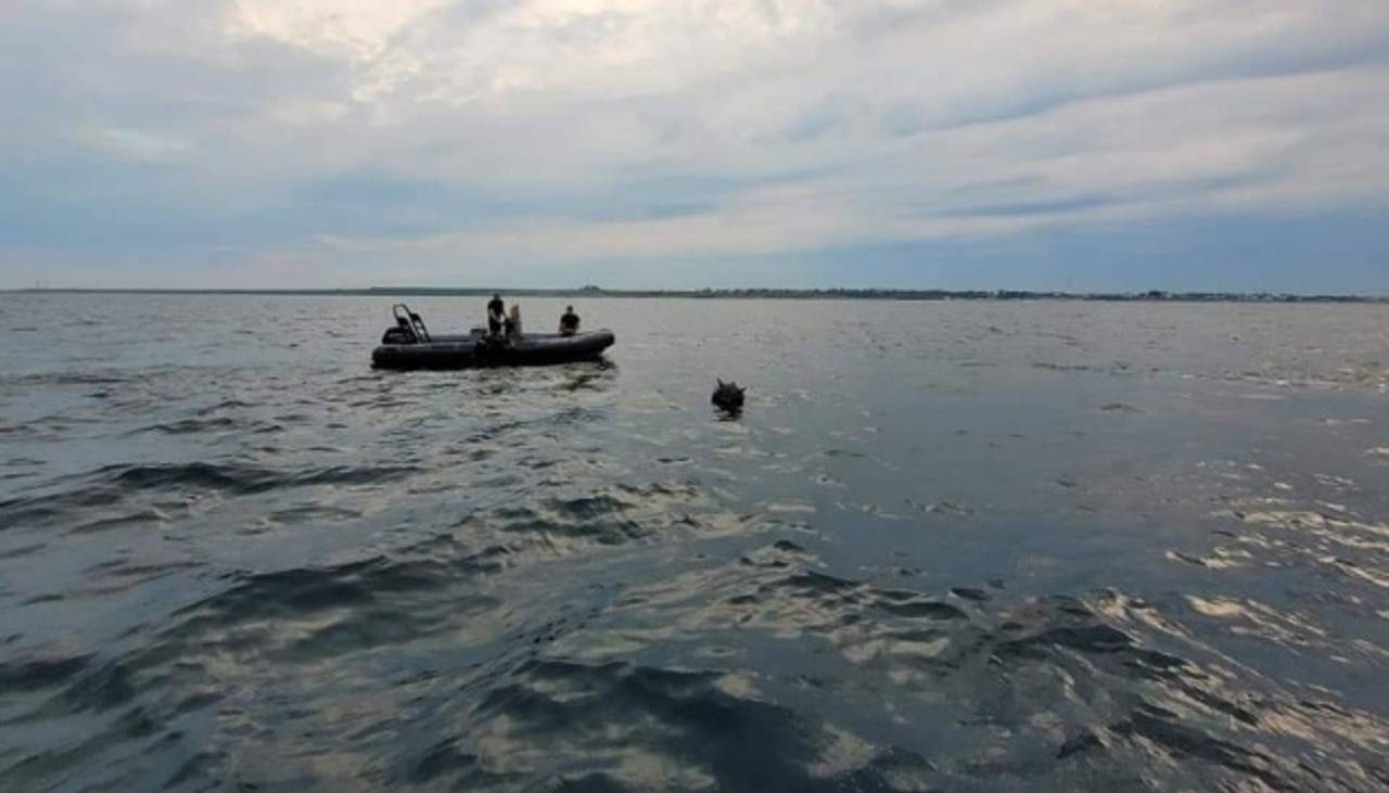 Три країни НАТО створять спецпідрозділ для розмінування Чорного моря. Назвали деталі