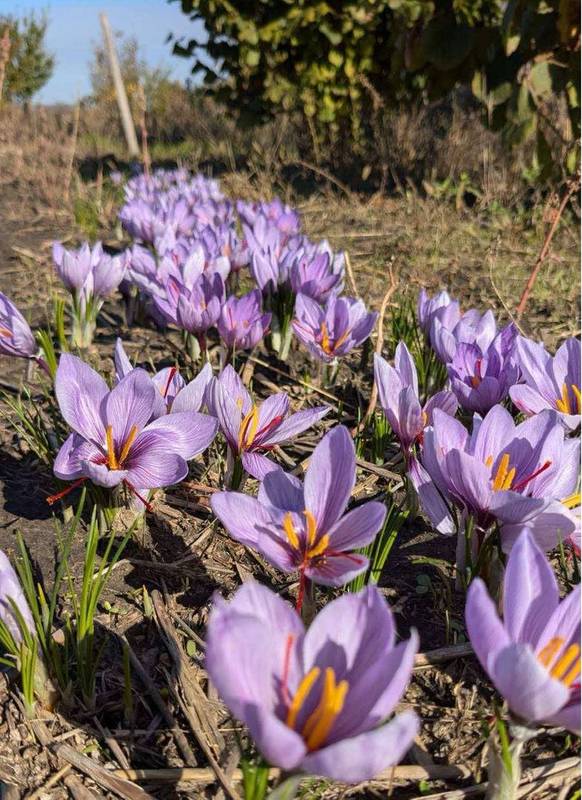 Фото з архіву Надії Яреми (2)