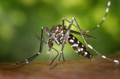 Фото Aedes albopictus.