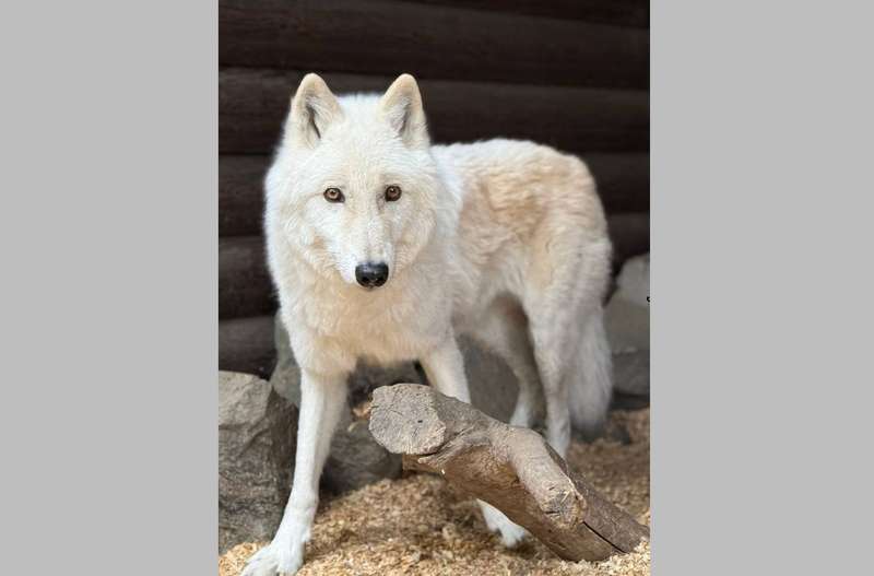 Фото Олени Русіної
