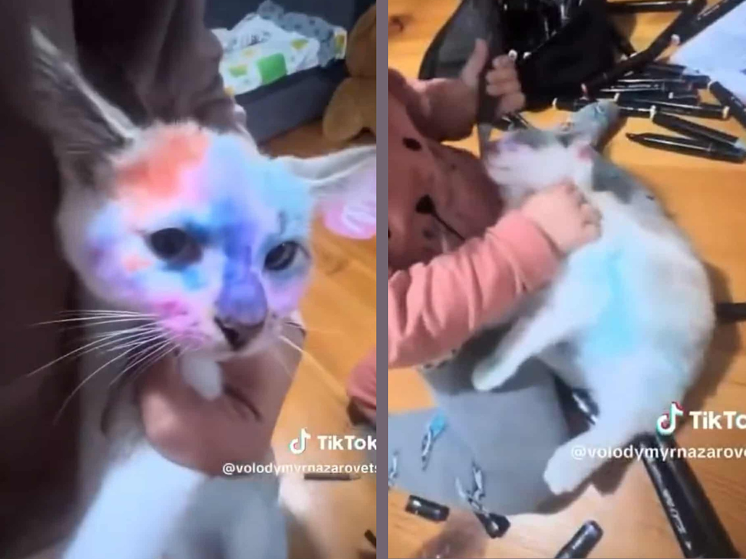 Скриншот з відео