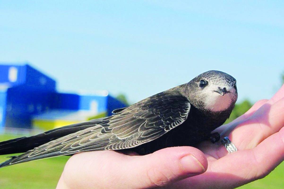 Лети, лети, Юрчику!