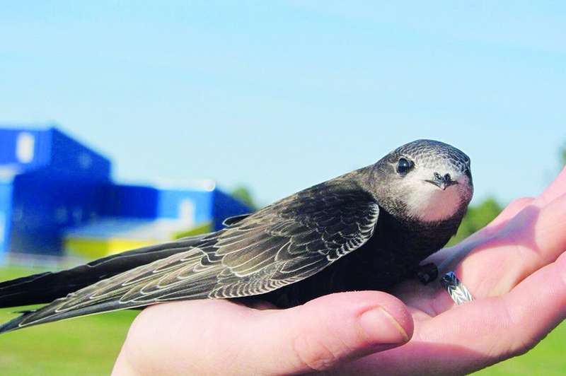 Лети, лети, Юрчику!