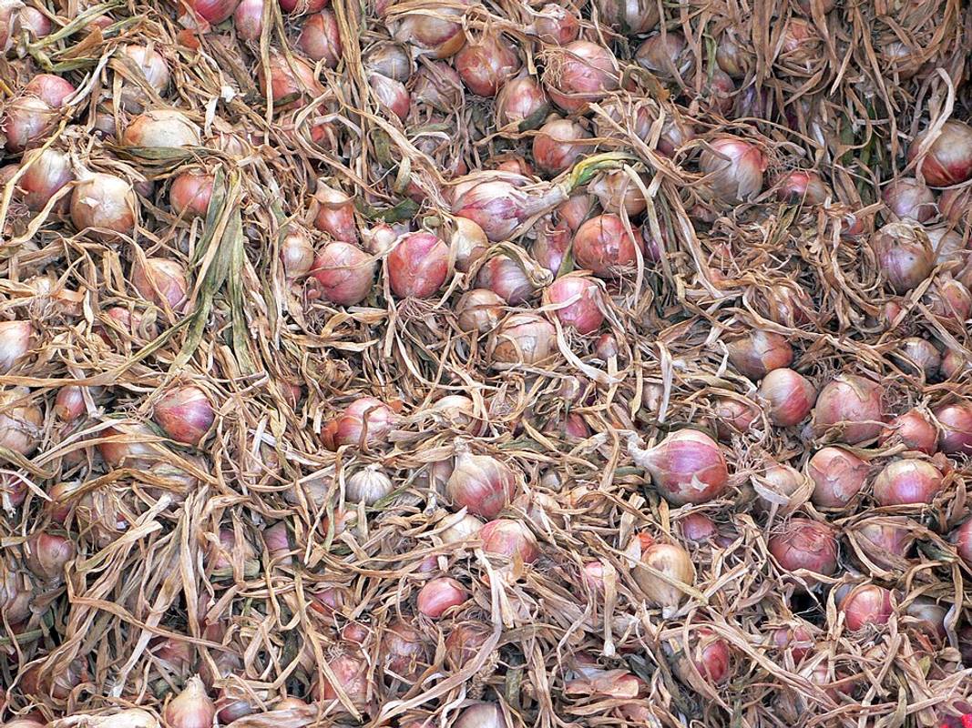 Фото: wikimedia.org