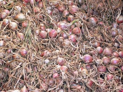 Фото: wikimedia.org