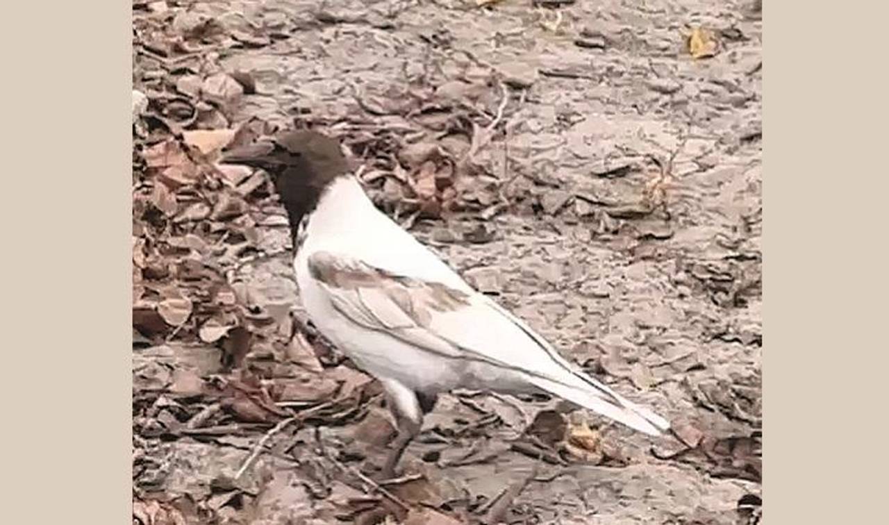 Фото t.me/obolonlife