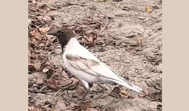 Фото t.me/obolonlife